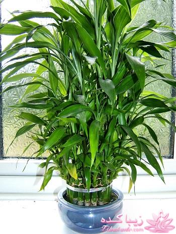 گیاهان آپارتمانی 